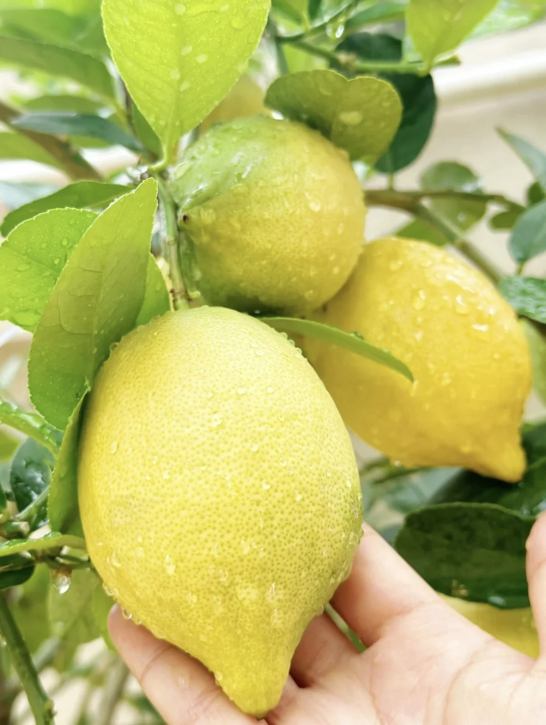 香水柠檬?结果的成就感~