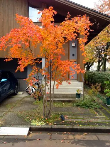 杂木庭院苗木选型纪要 | 柔美 飘逸 清雅