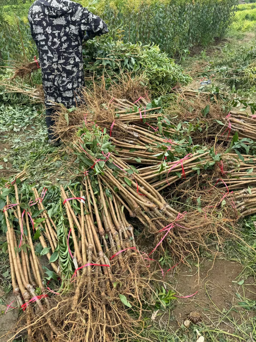 六马蜂糖李两年苗，健康粗壮，根系发达