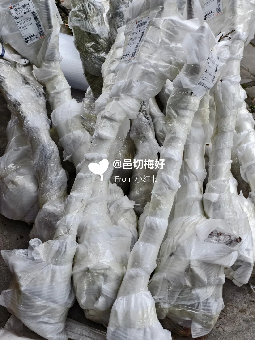 南高梅青梅树苗已经给大家发完了～