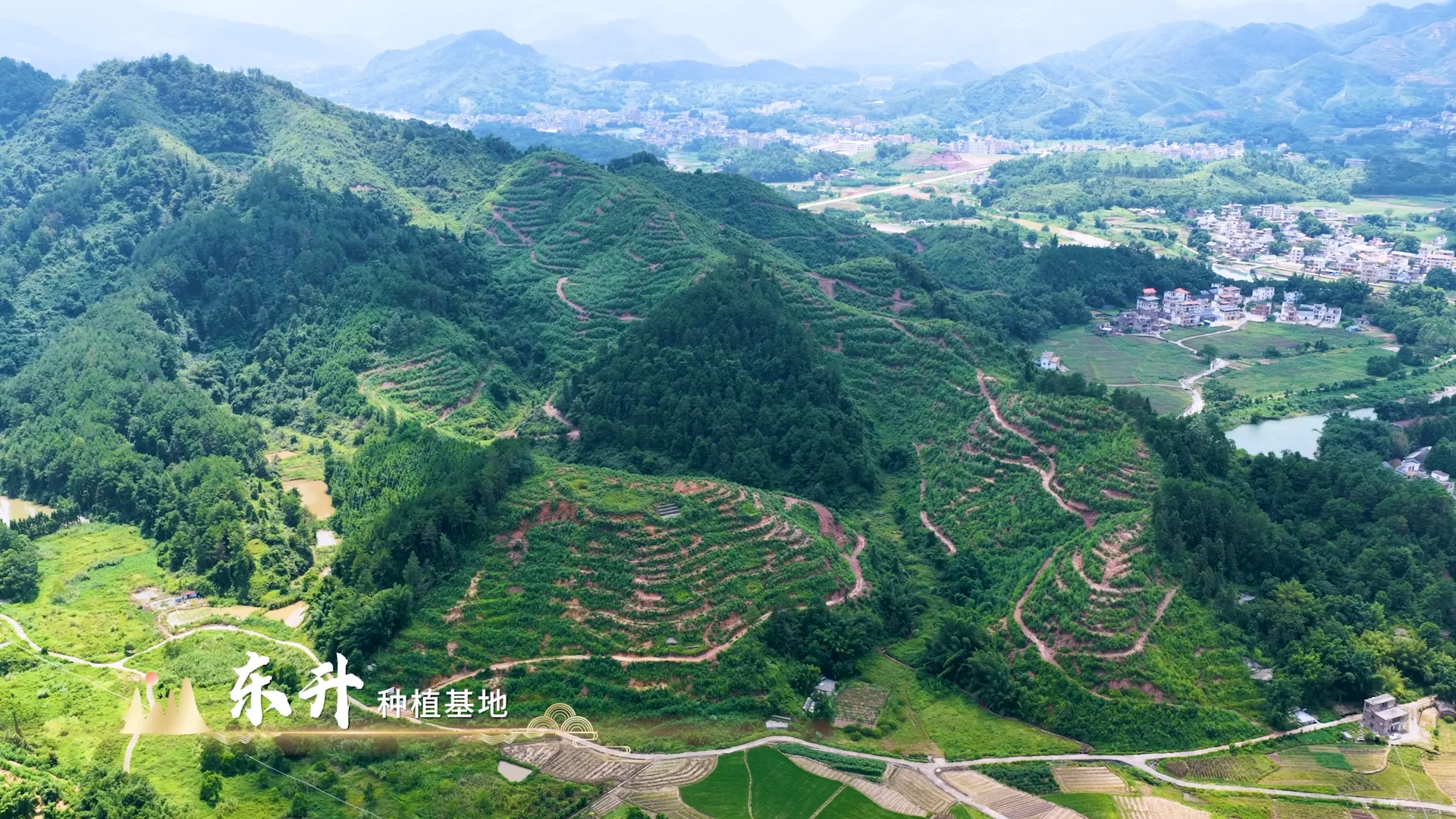 粤北瑶山宝藏-连南山苍子种植基地太震撼啦
