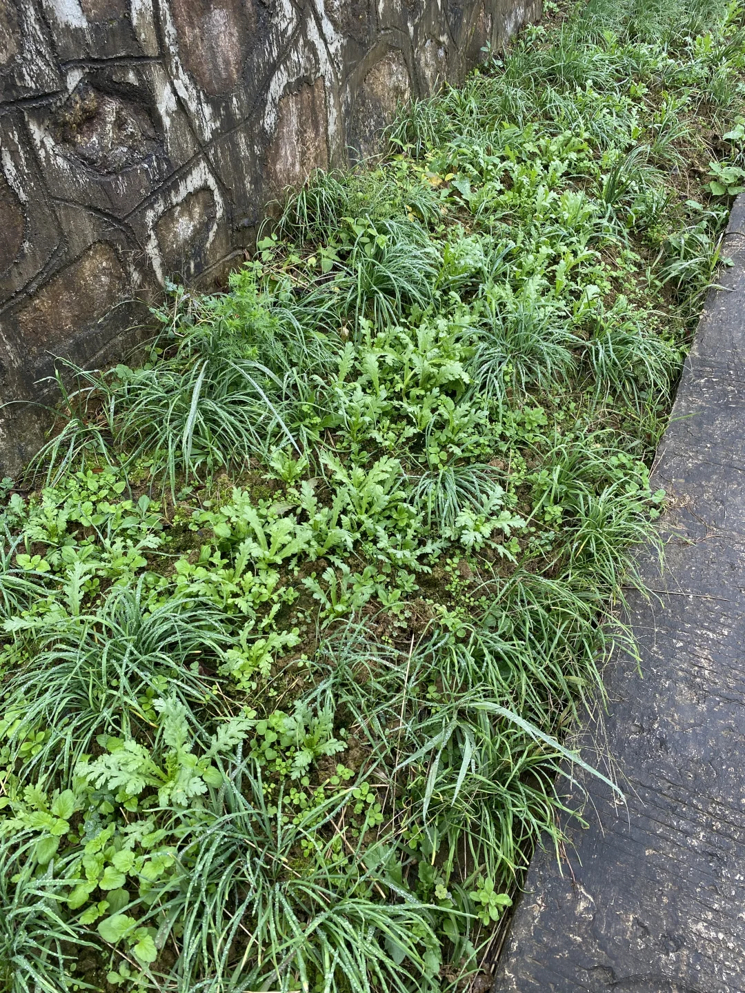 60多万的农村自建房，能自己种菜就值30万