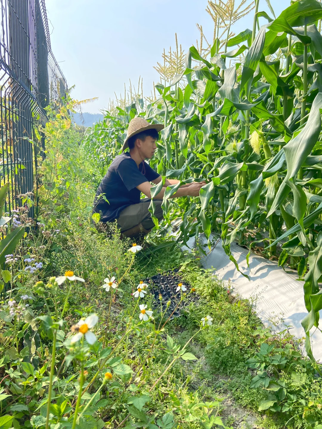 ? 新农人的田园生活，竟然这么治愈！✨