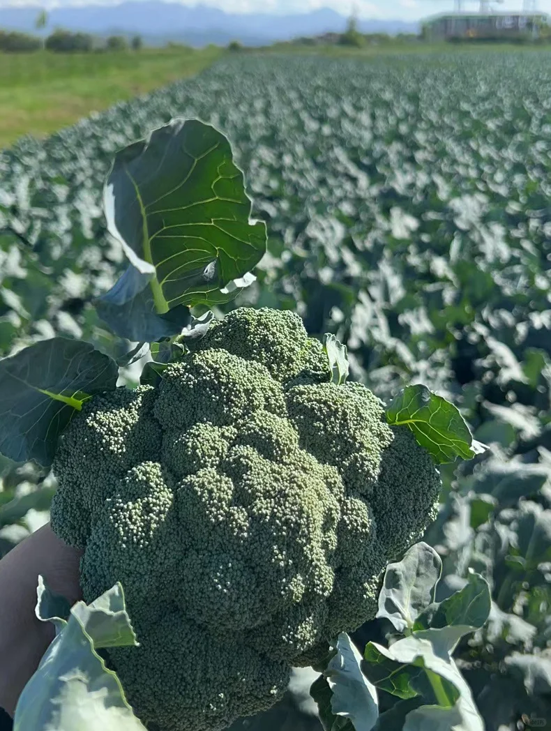 超5000亩有机种植基地