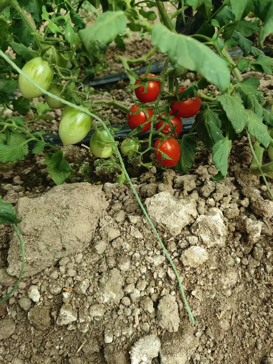 90后回乡创业种植大棚之中秋篇