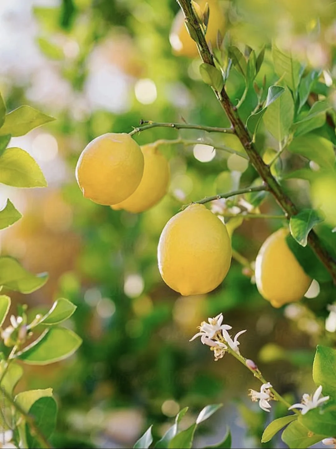 日常柠檬树养护小知识~