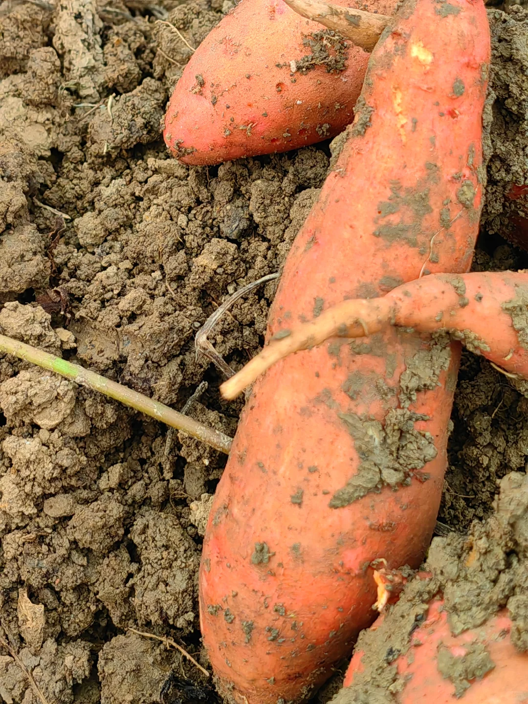 田园生活乐趣多，在地里挖呀挖呀挖?
