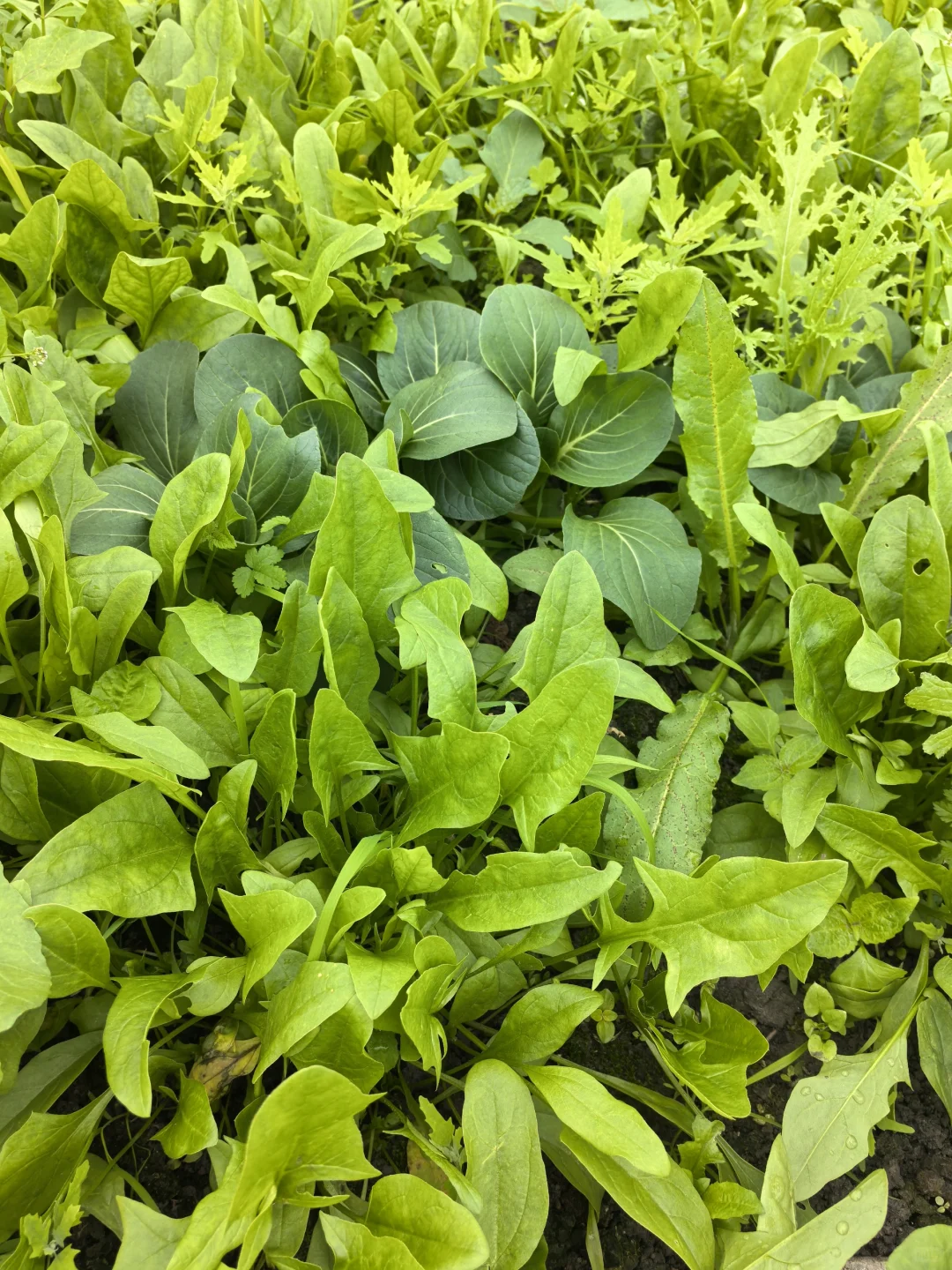 又开始收获啦！有买不打药的菜吗