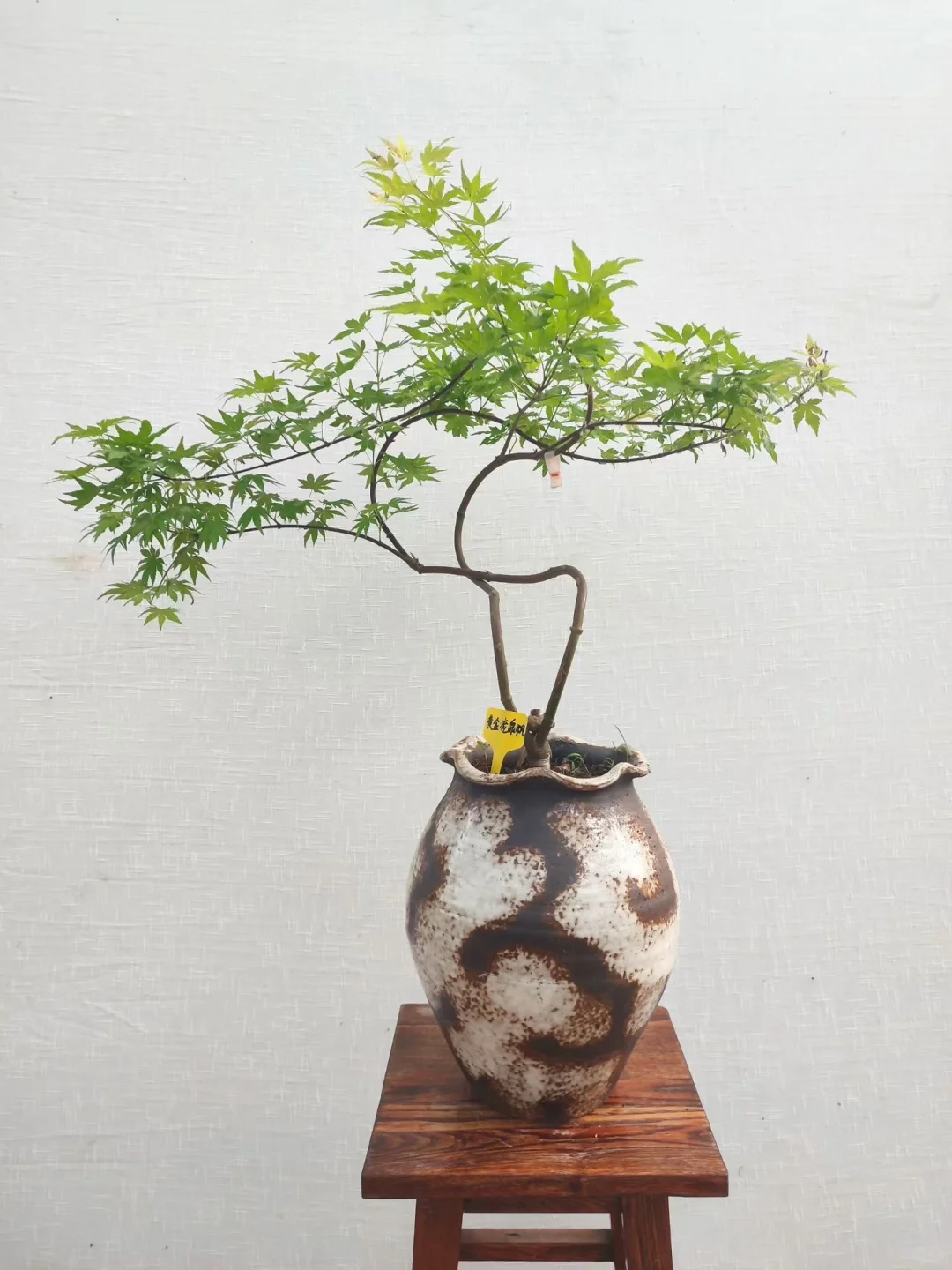 自家花棚大甩卖了！爱花的朋友请看！