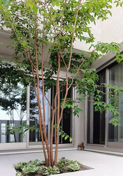 杂木庭院苗木选型纪要 | 柔美 飘逸 清雅