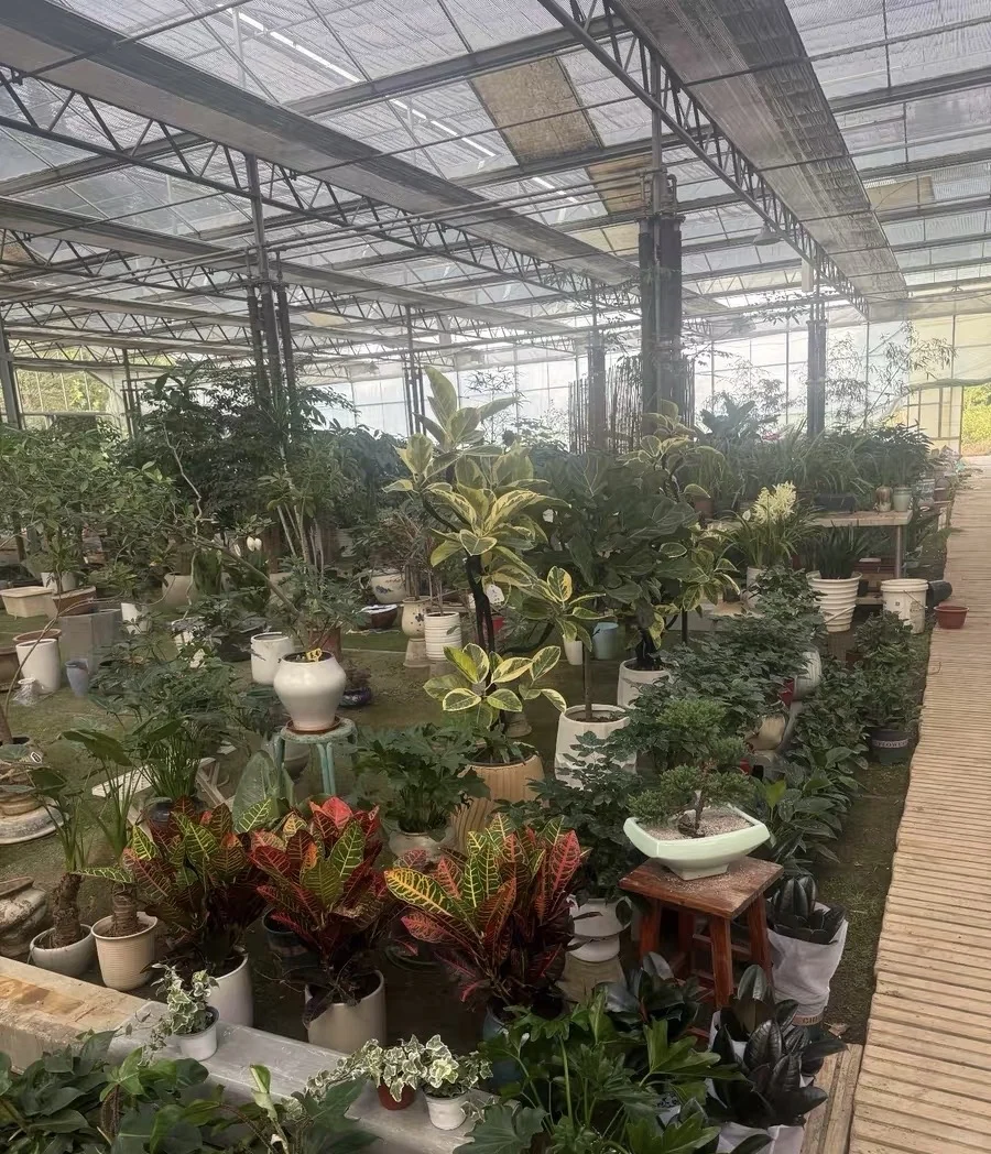 自家花棚大甩卖了！爱花的朋友请看！