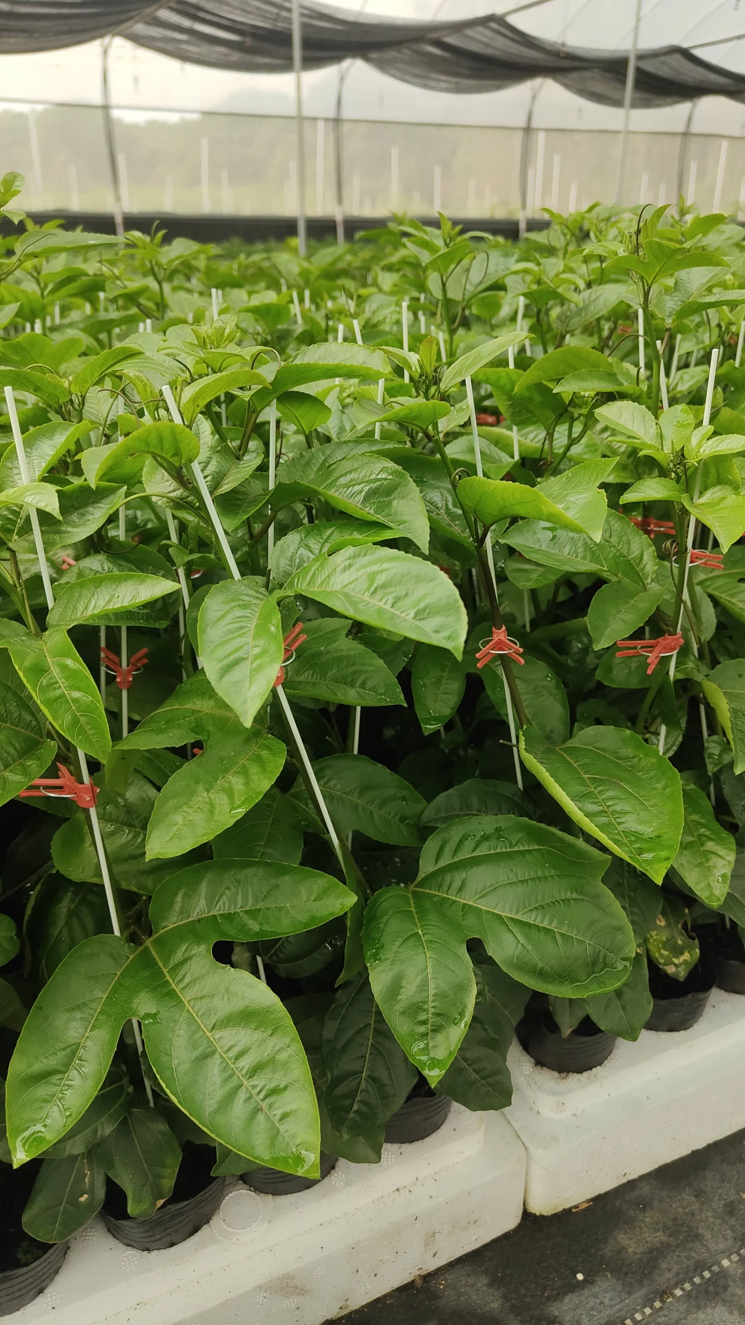 ? 如何在家中养护百香果苗木？