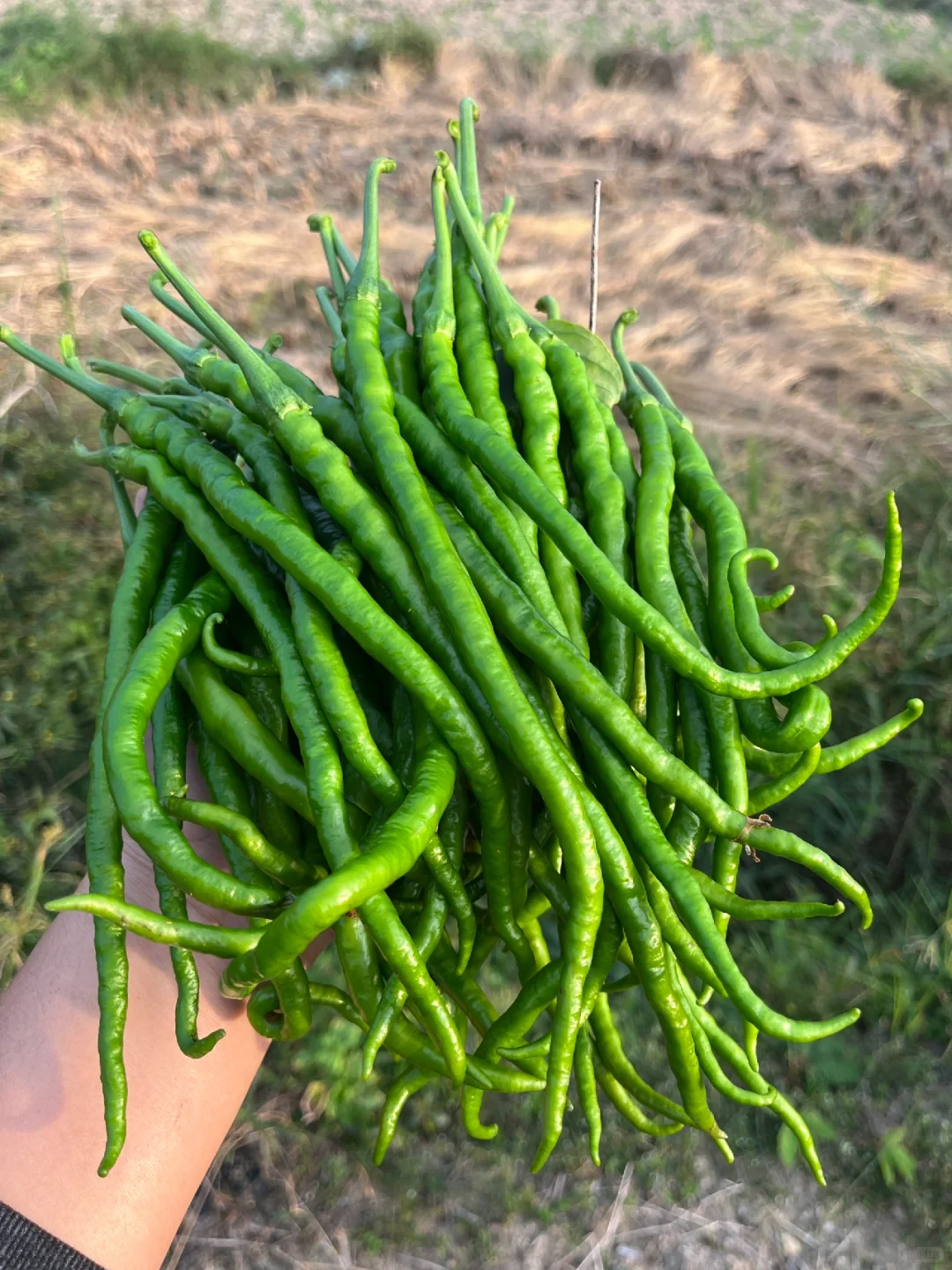 每天都有干不完的农活和吃不完的水果和蔬菜