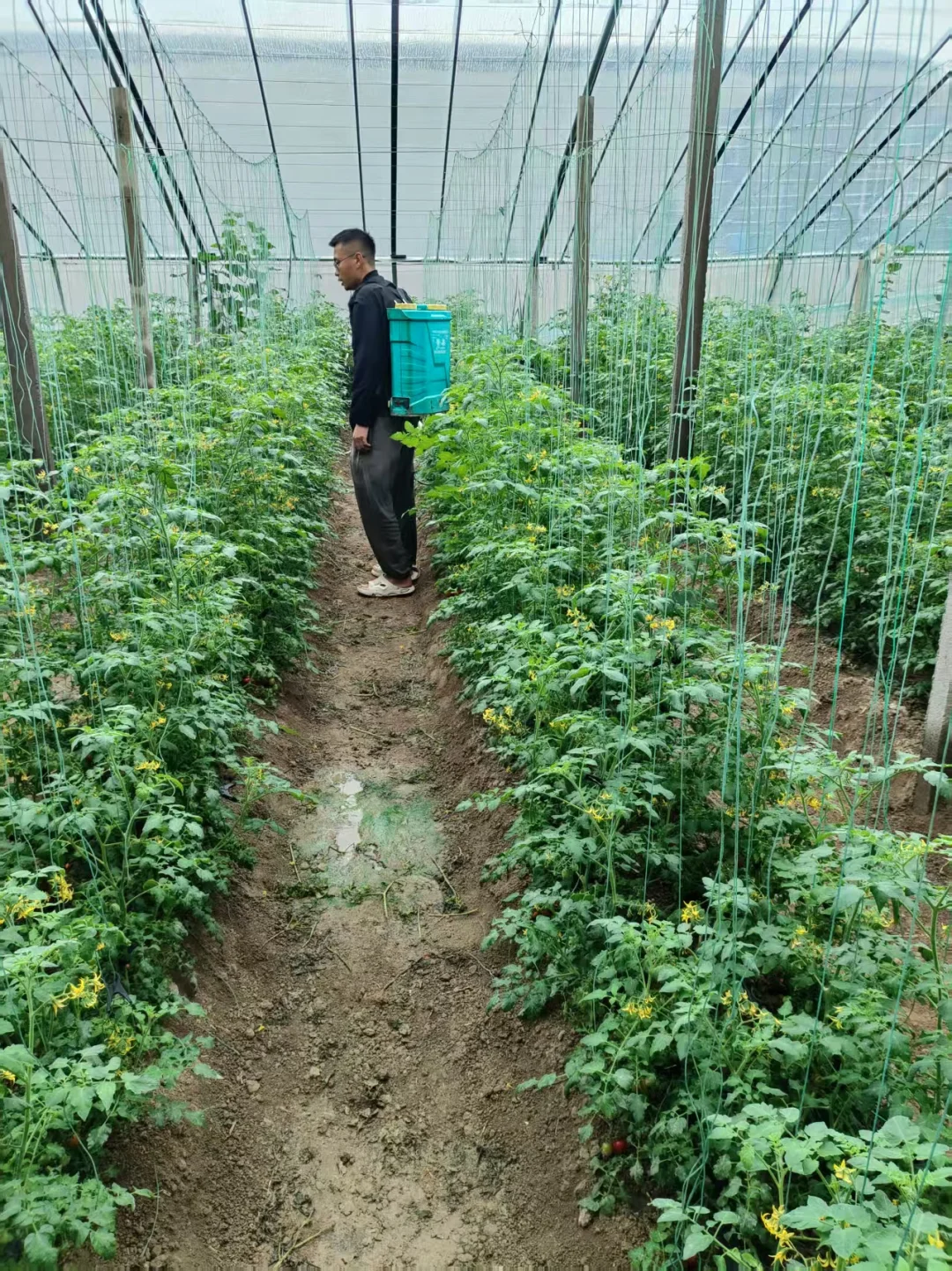 90后回乡创业种植大棚之中秋篇