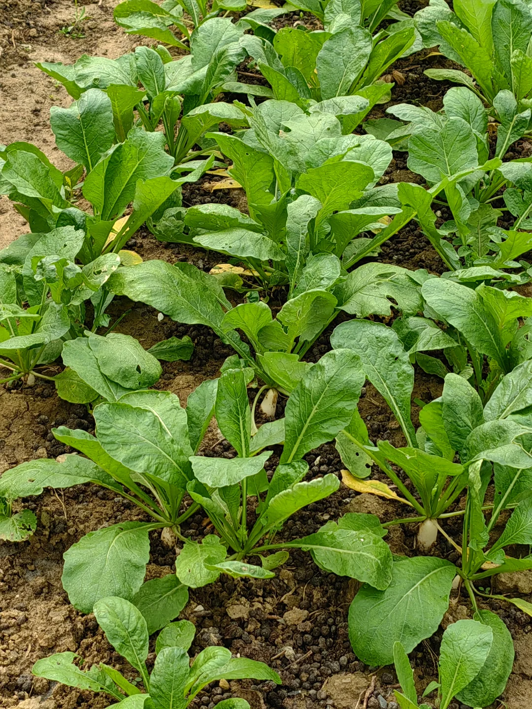 田园生活乐趣多，在地里挖呀挖呀挖?