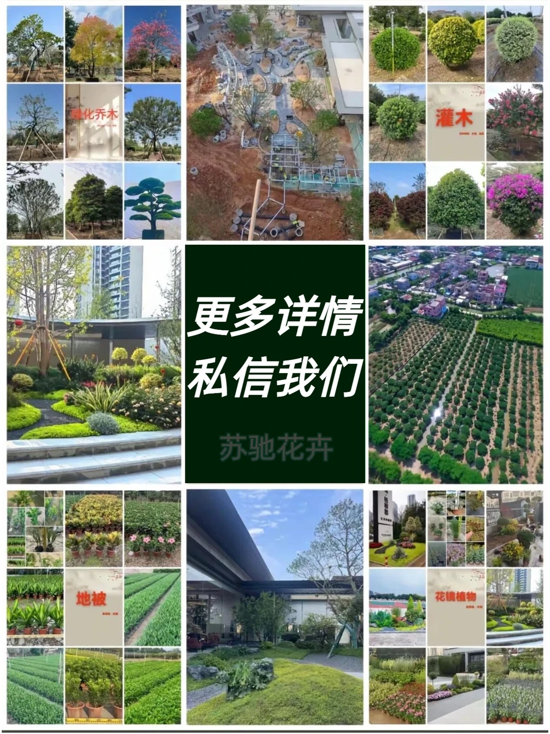 专业供应苗木|庭院/工程苗木订单都可接