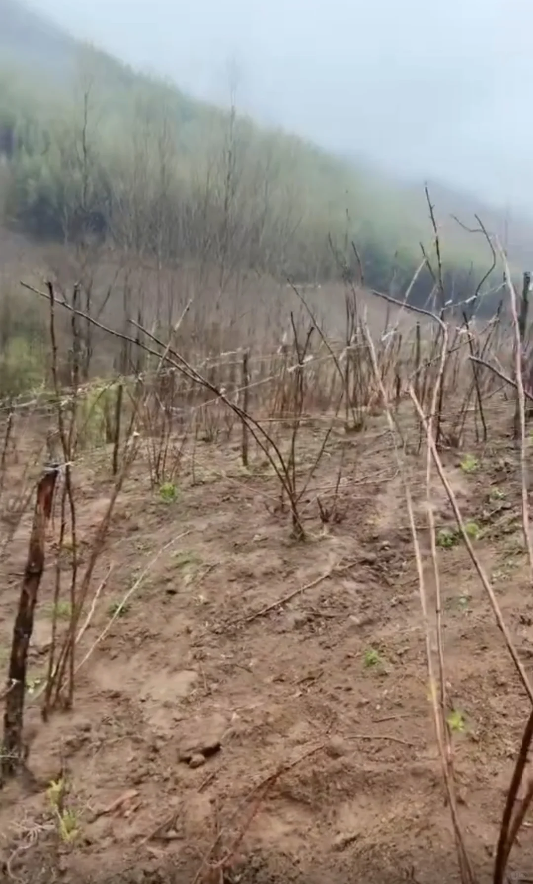 大专生，回村种树莓。