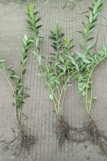 华北连翘小苗有需要的吗