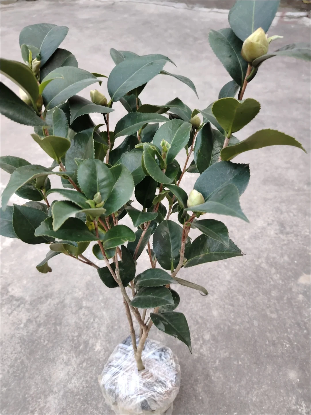 这茶花树苗，花骨朵多到数不清