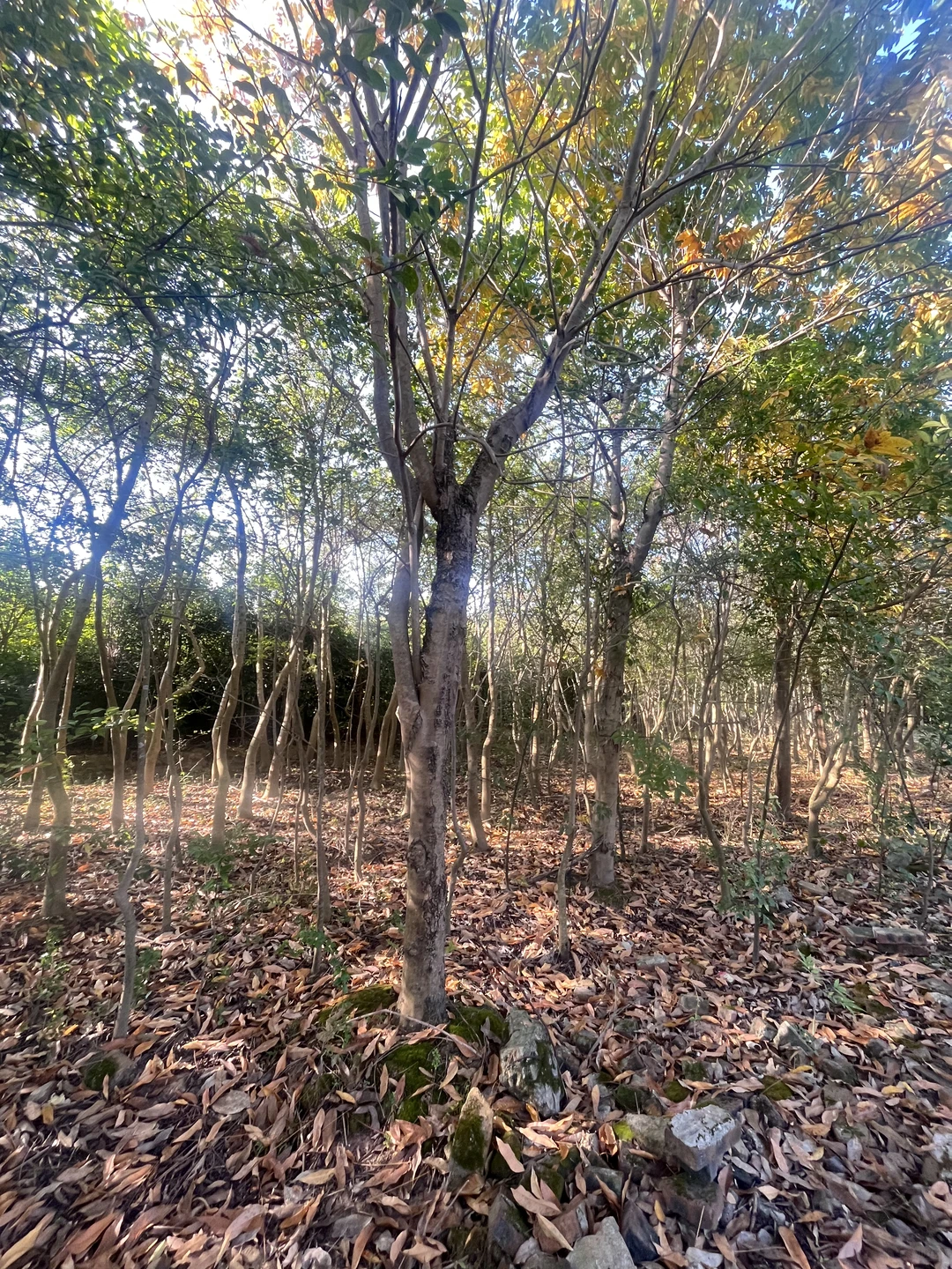 江西赣州苗圃清地，处理价格，给钱就卖