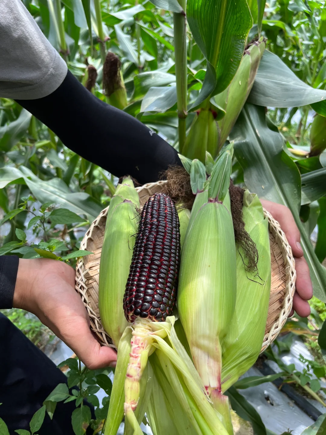 ? 新农人的田园生活，竟然这么治愈！✨