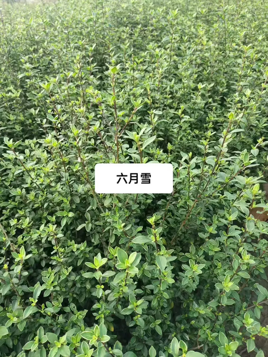 暴走大野驴苗木