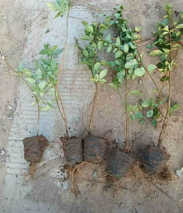 华北连翘小苗有需要的吗