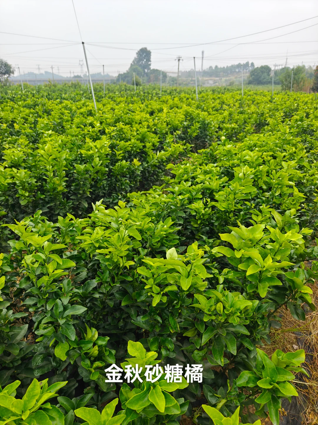 果树苗圃基地直供各类果树苗