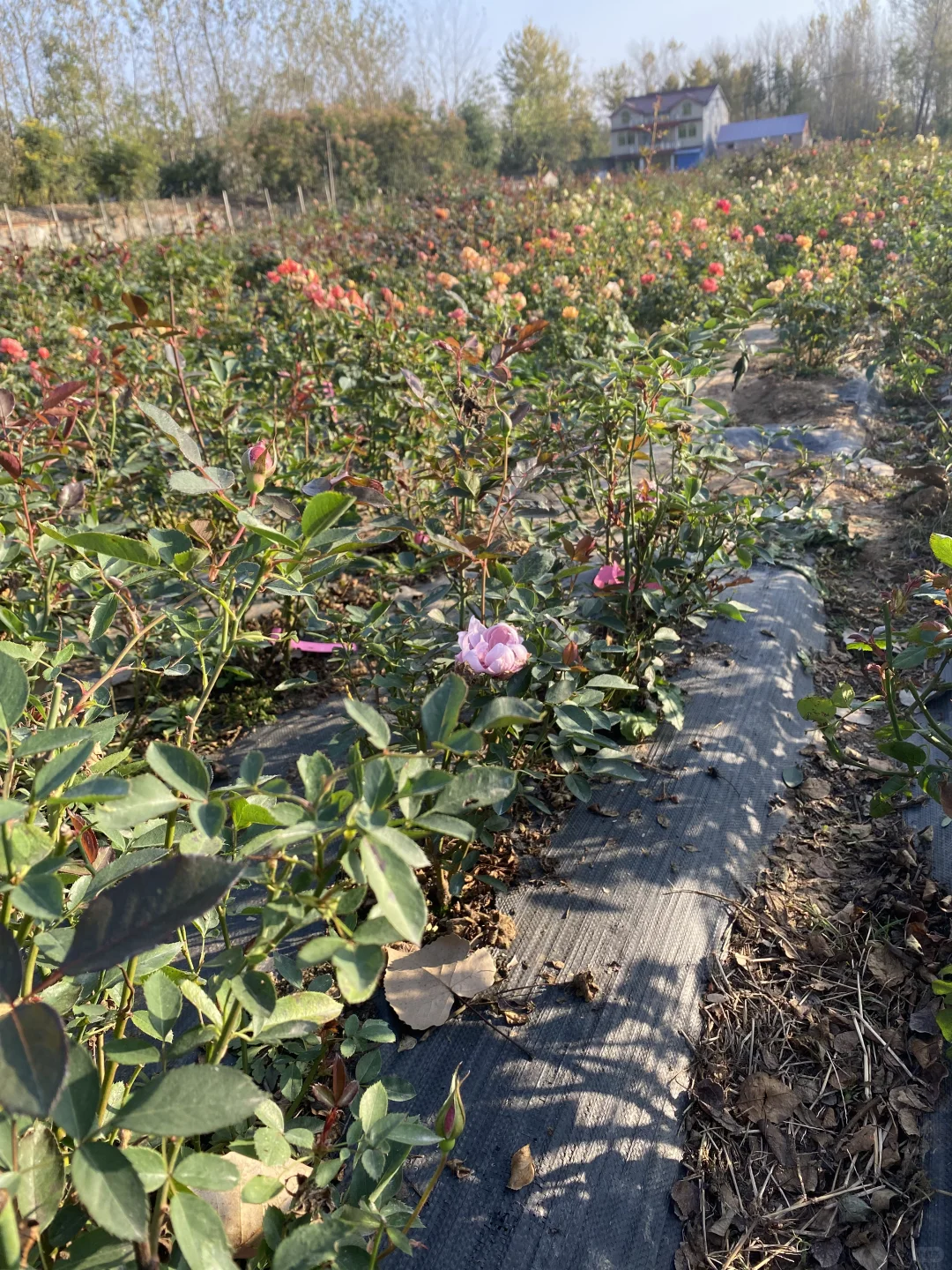 身在花丛中，浑身都是刺