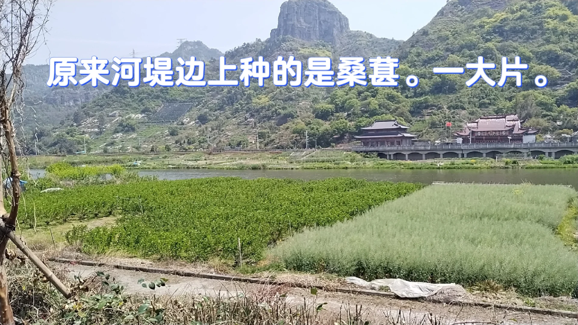 中年少女跨行农业种植基地工作第二十天