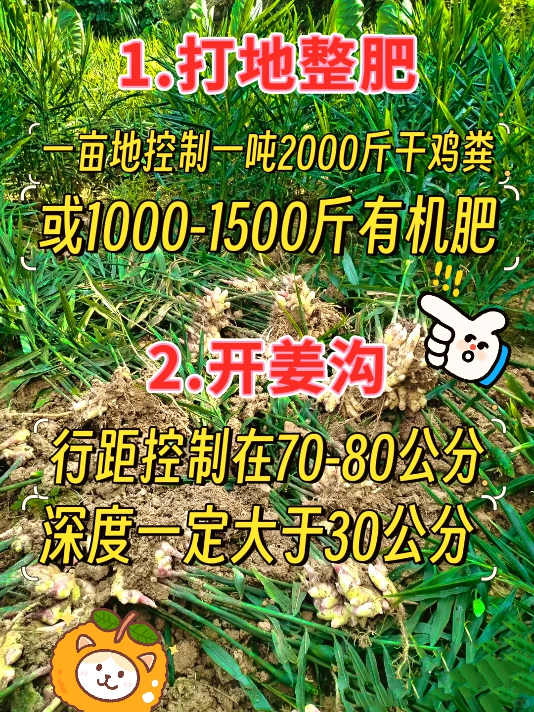 种生姜，高产丰收