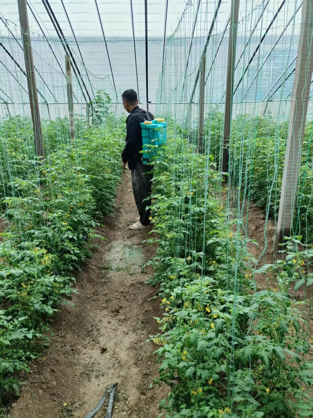 90后回乡创业种植大棚之中秋篇