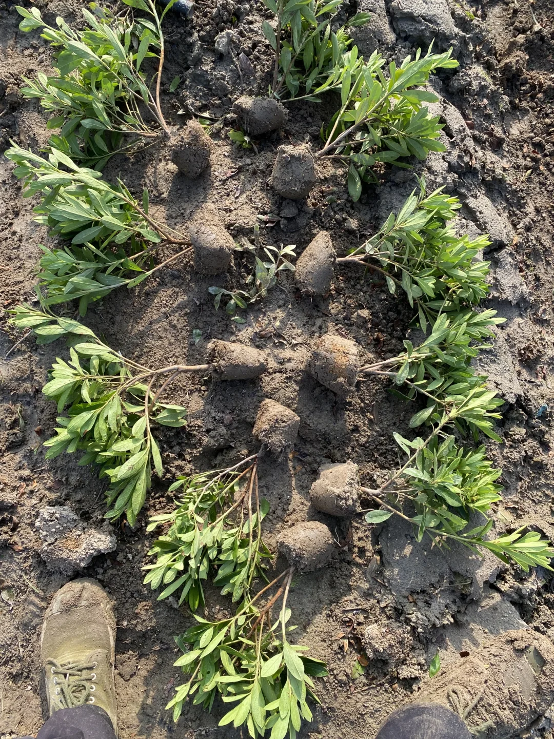 宁波毛鹃小毛球｜工程&庭院绿化刚需苗?