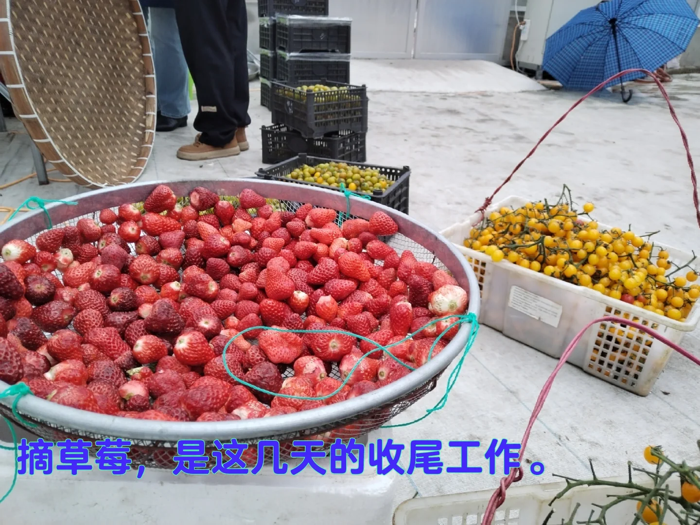 中年少女跨行农业种植基地工作第二十天