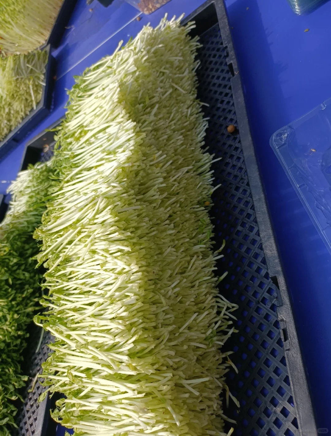 最高130元一斤7天就能卖！小众农业致富项目