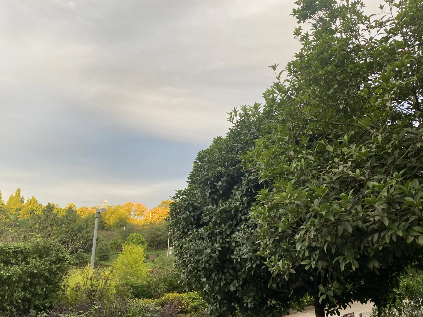 自家苗圃直供?开启卖树生涯！无中间商差价