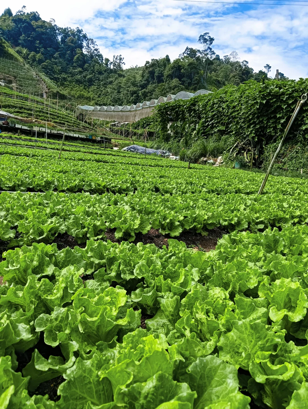 ??97菜农的坦白局|我为什么做自媒体