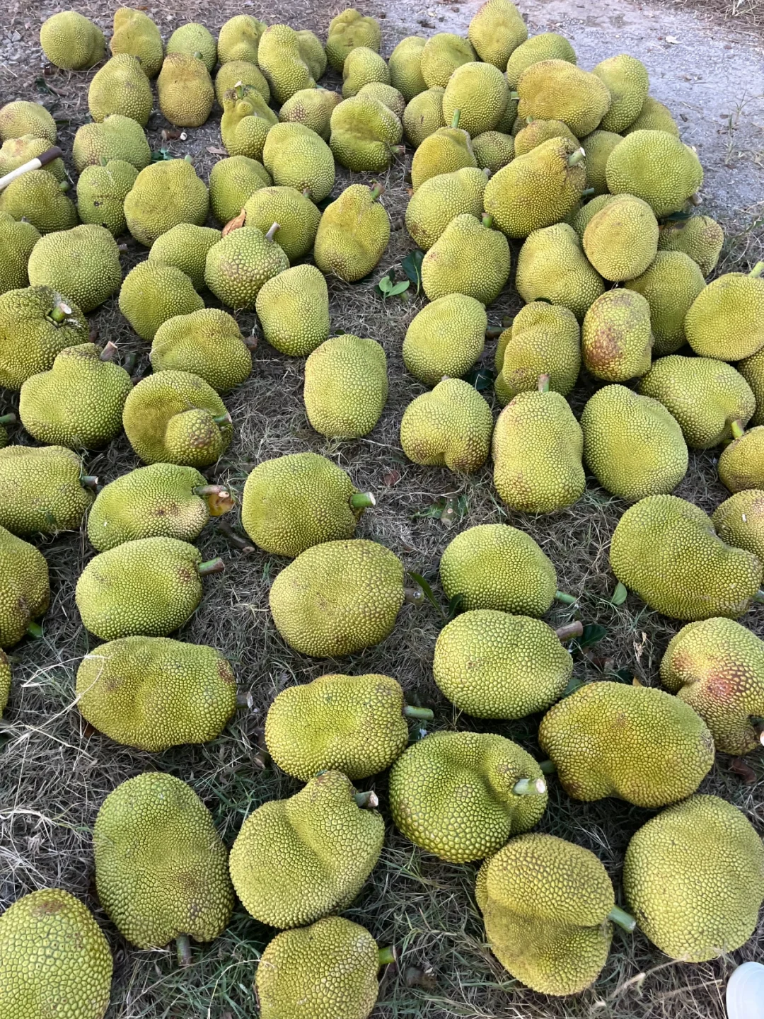 每天都有干不完的农活和吃不完的水果和蔬菜