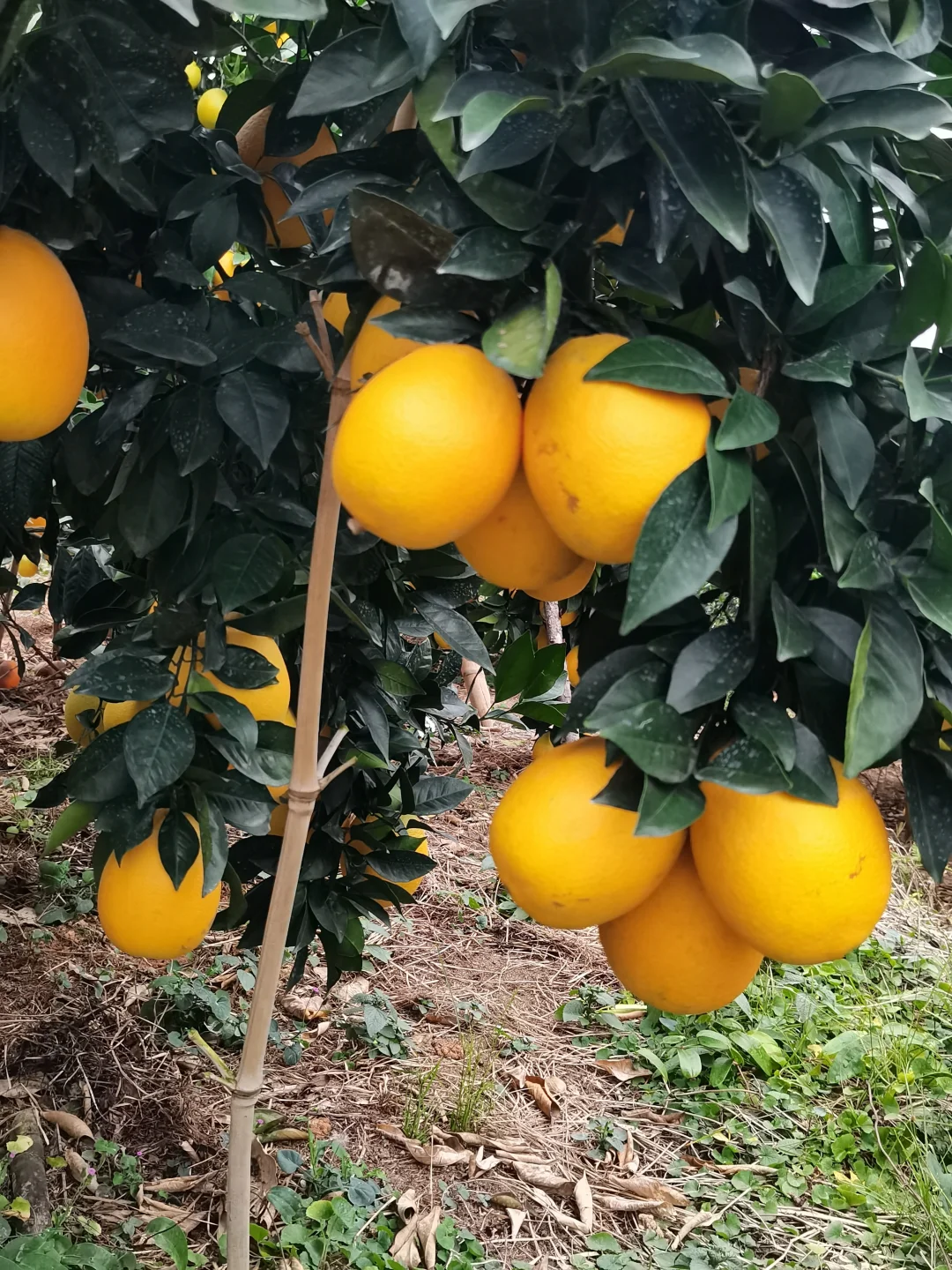 真实的农村没有诗和远方！只有挑着百斤橙子