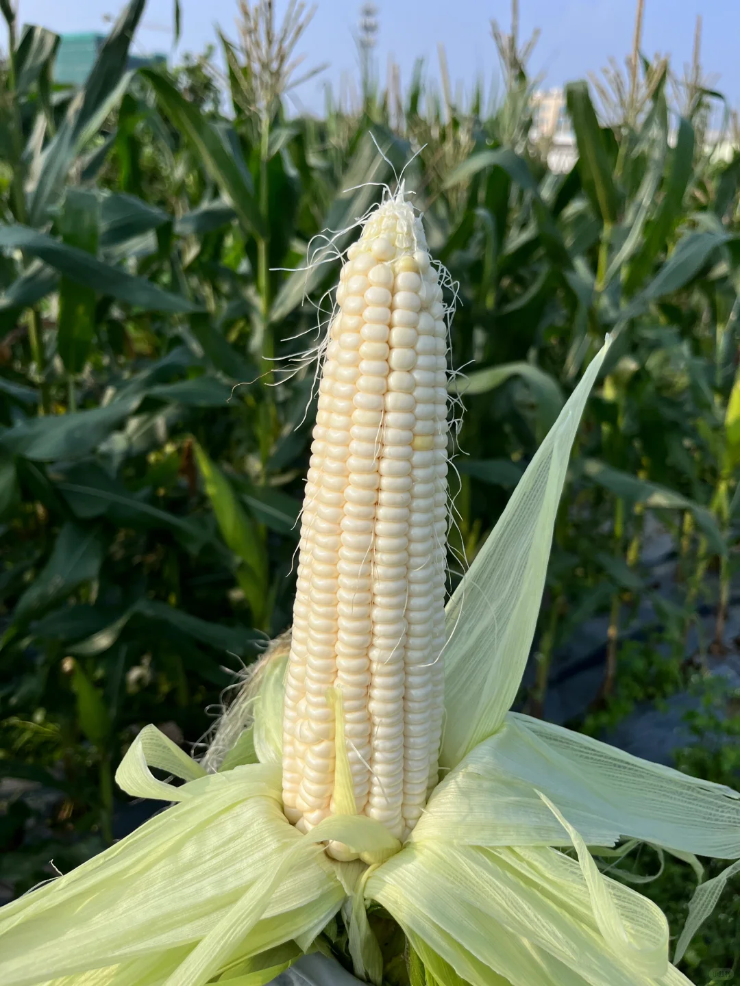 ? 新农人的田园生活，竟然这么治愈！✨