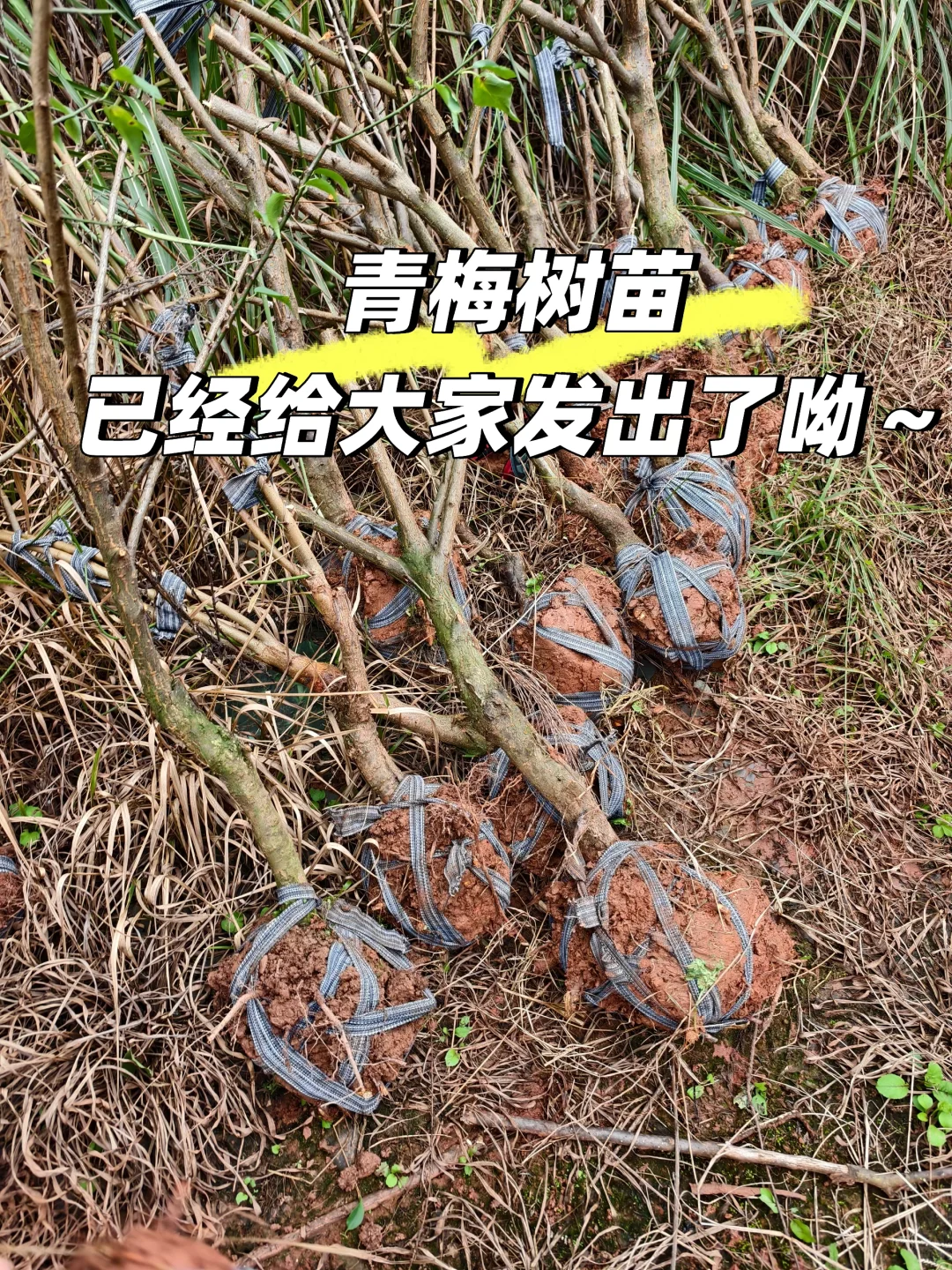 南高梅青梅树苗已经给大家发完了～