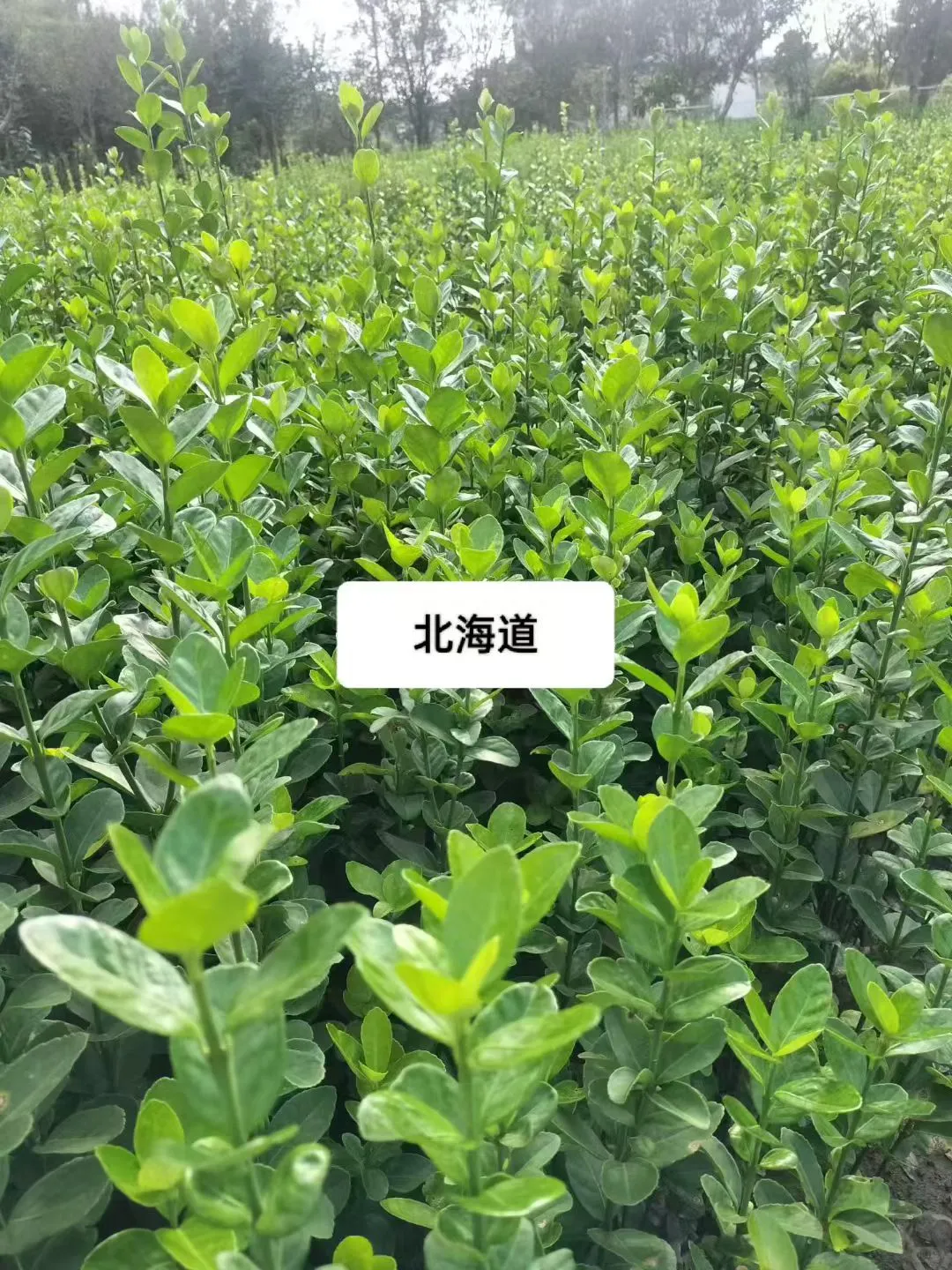 暴走大野驴苗木