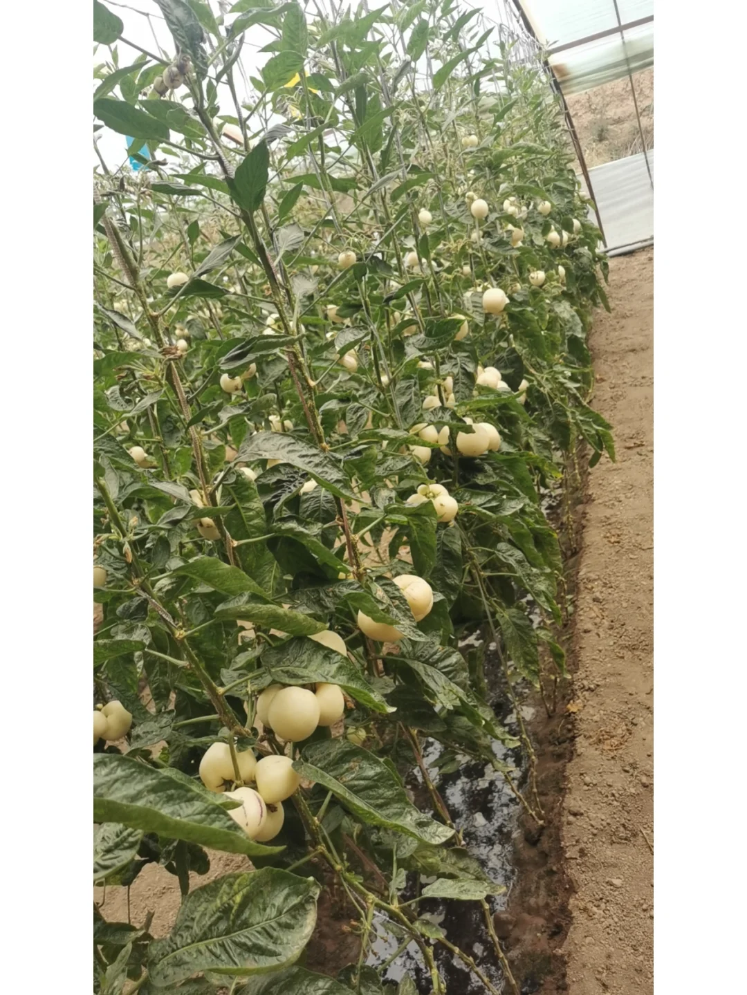 听我一句劝，创业的兄弟们千万别进农业的坑