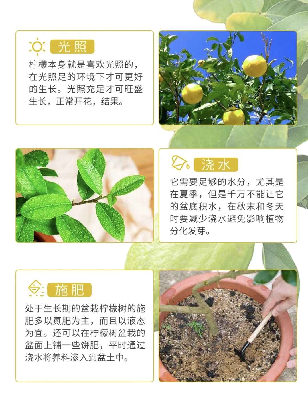 日常柠檬树养护小知识~
