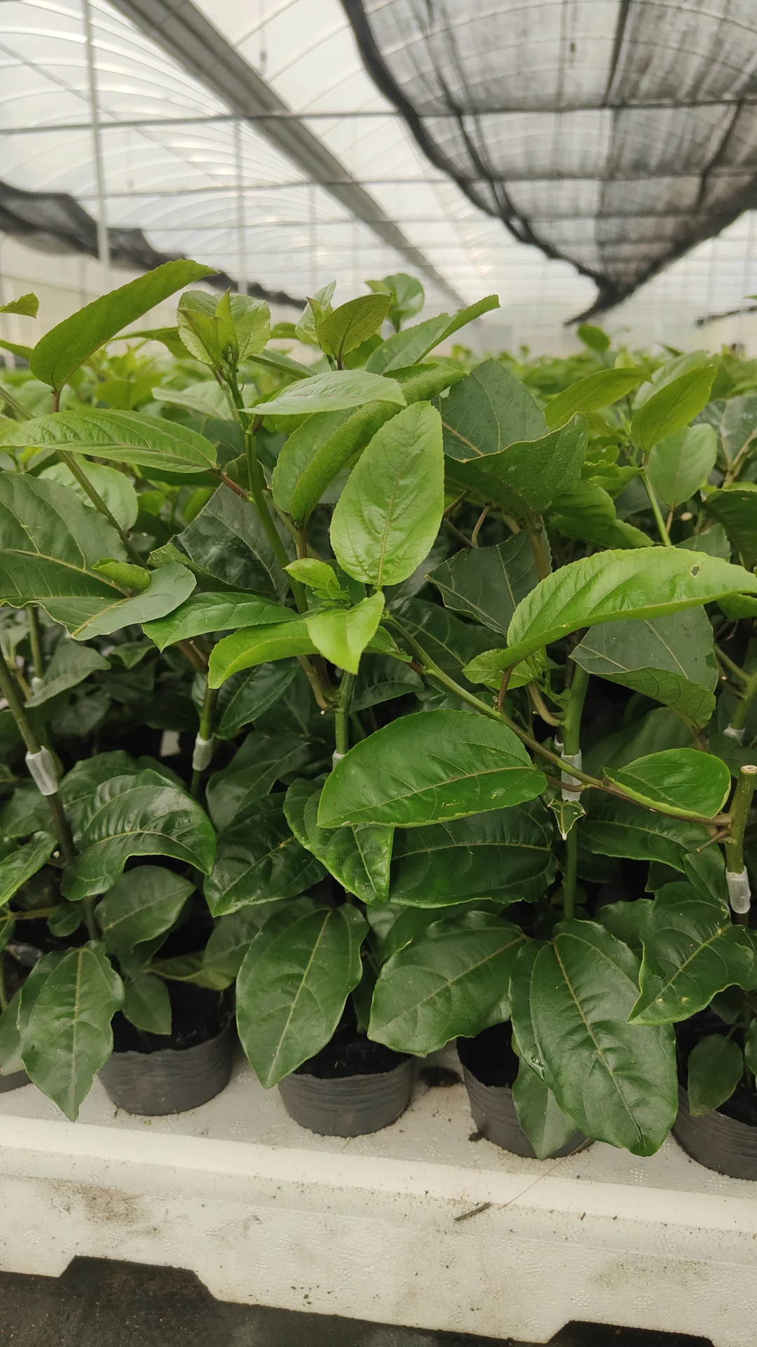 ? 如何在家中养护百香果苗木？