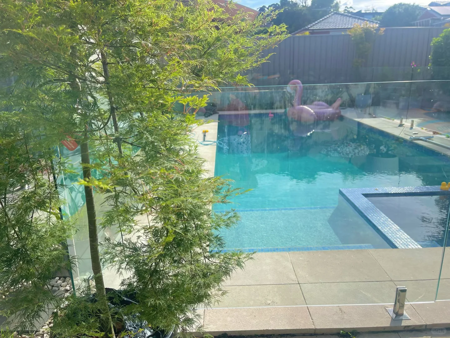 买家秀（日本枫）