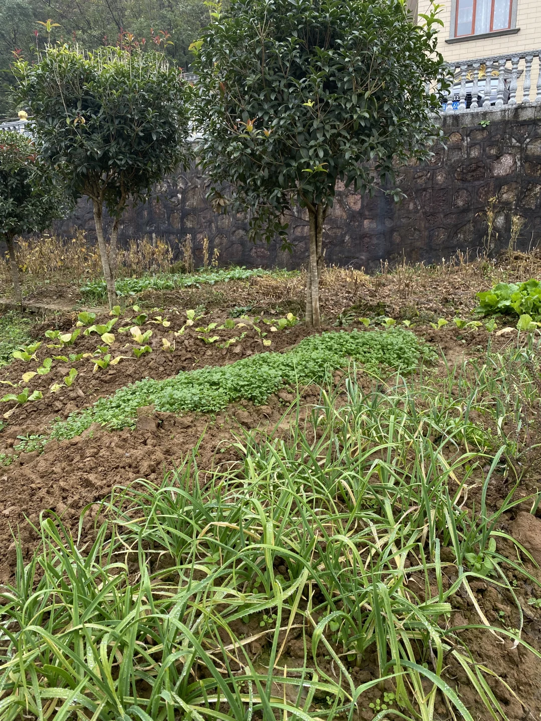 60多万的农村自建房，能自己种菜就值30万