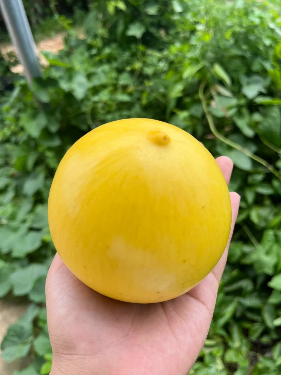 每天都有干不完的农活和吃不完的水果和蔬菜