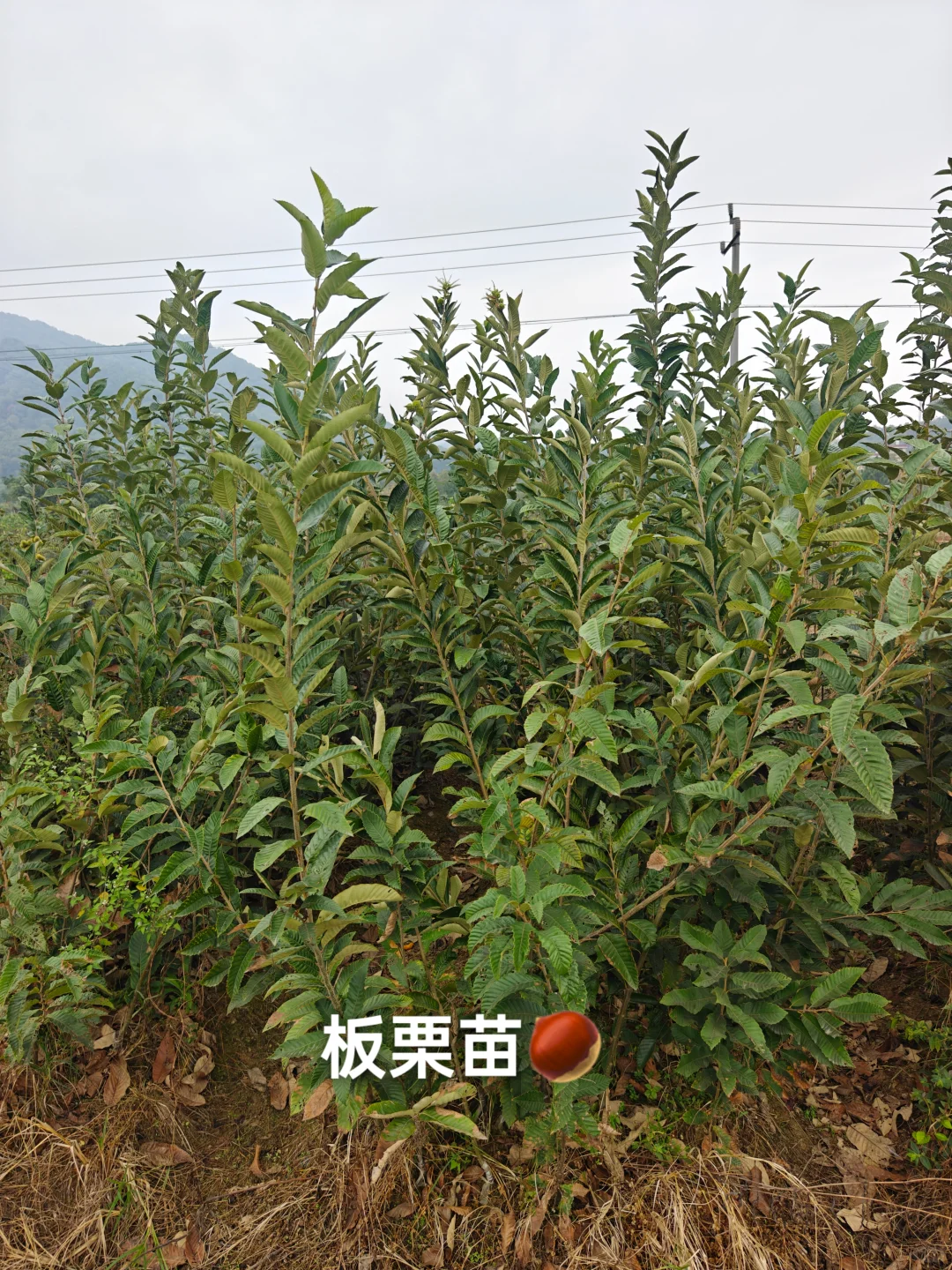 果树苗圃基地直供各类果树苗