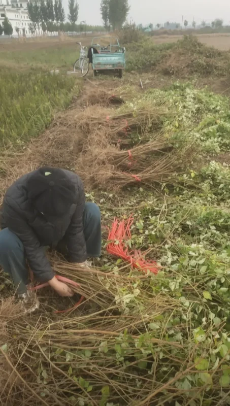 华北连翘小苗有需要的吗